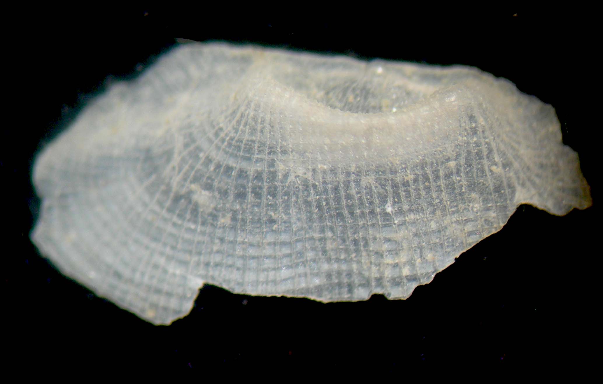 Bivalve??????????????????????????????????????????